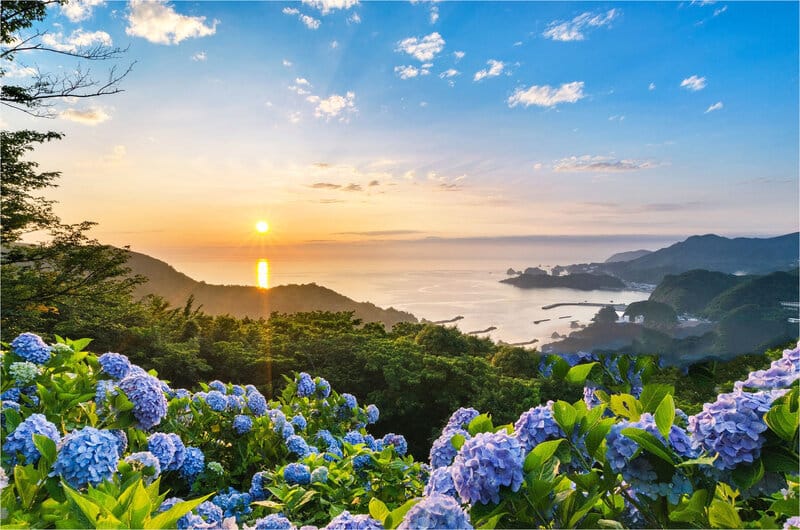 Hoa cẩm tú cầu - Ý nghĩa, cách trồng & chăm sóc để ra hoa chuẩn nhất