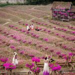 Chia sẻ cách trồng hoa dạ yến thảo và chăm sóc quanh năm