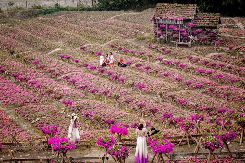 Chia sẻ cách trồng hoa dạ yến thảo và chăm sóc quanh năm