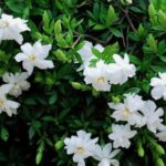 Cách trồng hoa dành dành mang lại nhiều lợi ích trong cuộc sống 9