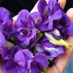 Chia sẻ cách trồng hoa đậu biếc và bảo quản hoa đúng cách