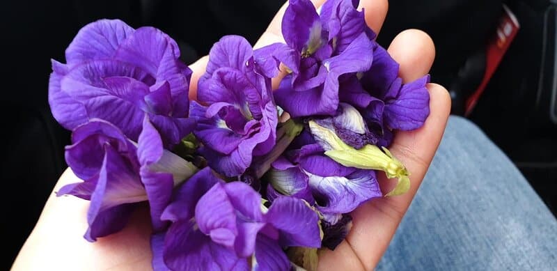 Chia sẻ cách trồng hoa đậu biếc và bảo quản hoa đúng cách